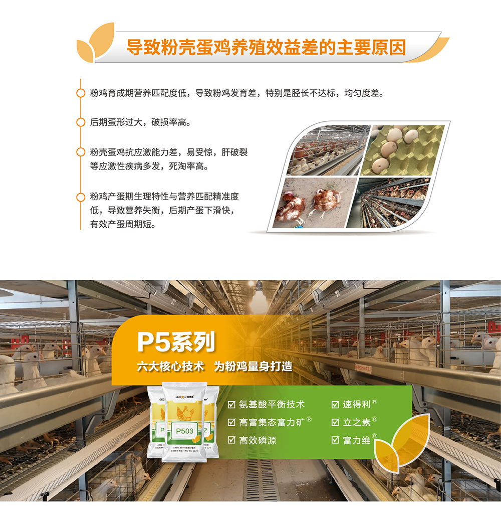 20220511粉殼蛋雞專用料P5系列_產(chǎn)品詳情頁_畫板 2