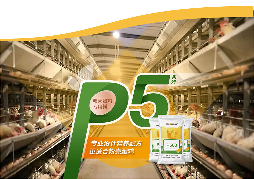 20220511粉殼蛋雞專用料P5系列_產(chǎn)品詳情頁_畫板 7